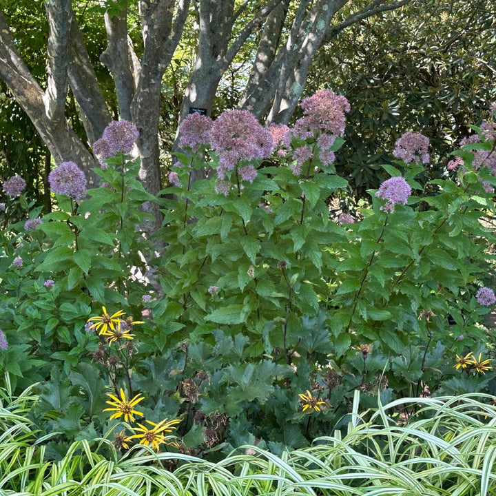 Spotted Joe-Pye Weed