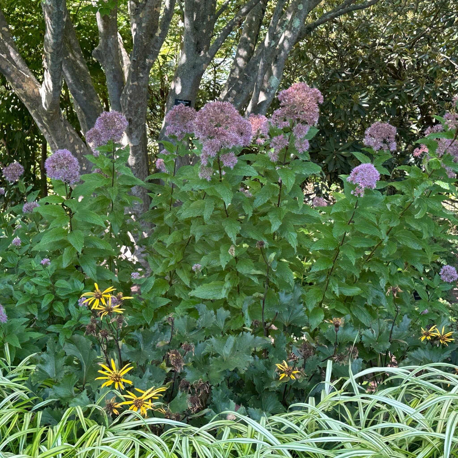 Spotted Joe-Pye Weed
