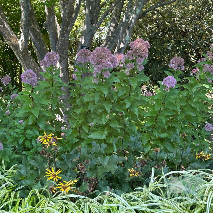 eupatorium-maculatum
