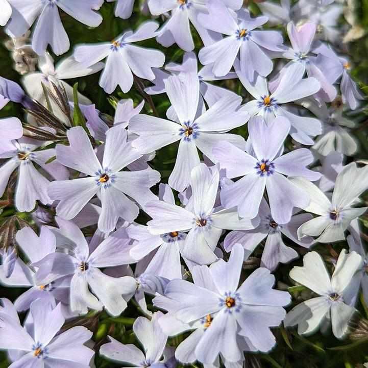 Spring Blue Moss Phlox
