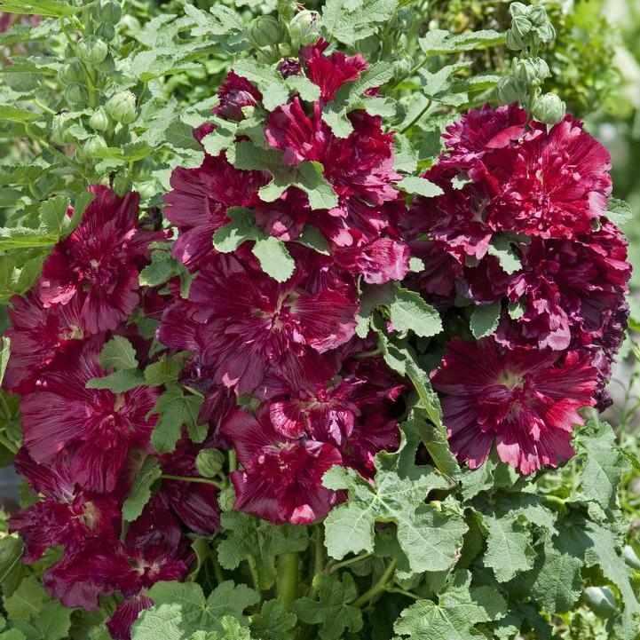 Spring Celebrities Crimson Hollyhock