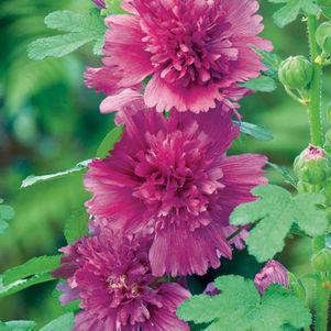 Spring Celebrities Purple Hollyhock