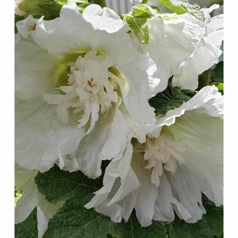 Spring Celebrities White Hollyhock