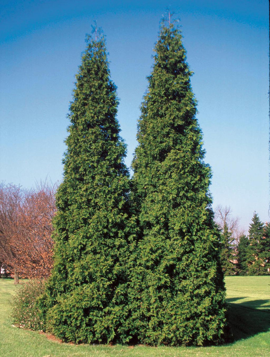 Spring Grove Western Arborvitae