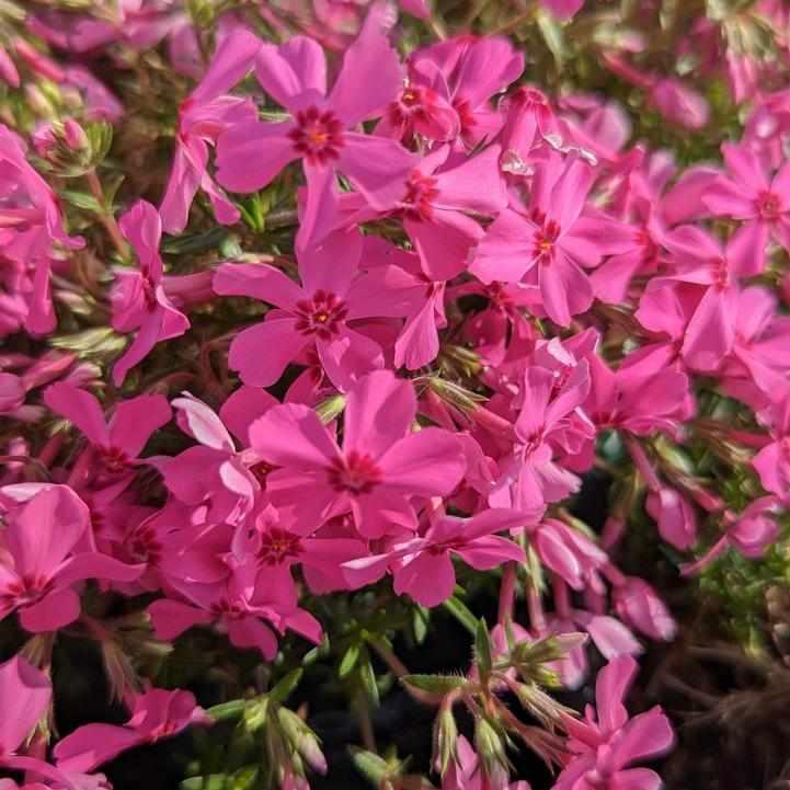 Spring Hot Pink Moss Phlox