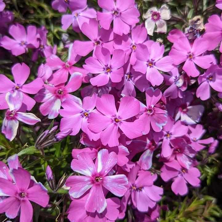 Spring Purple Moss Phlox