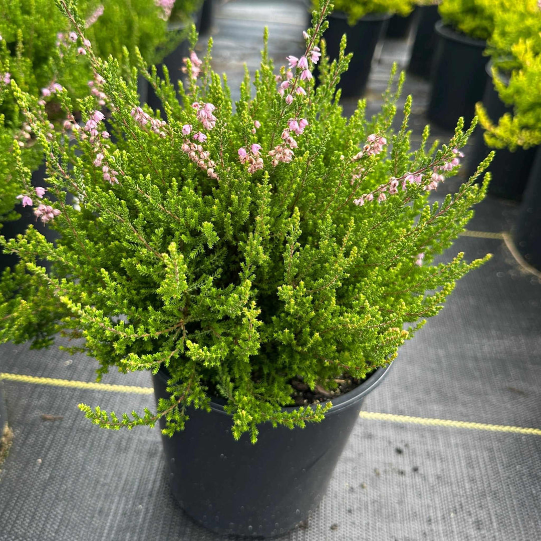 Spring Torch Heather