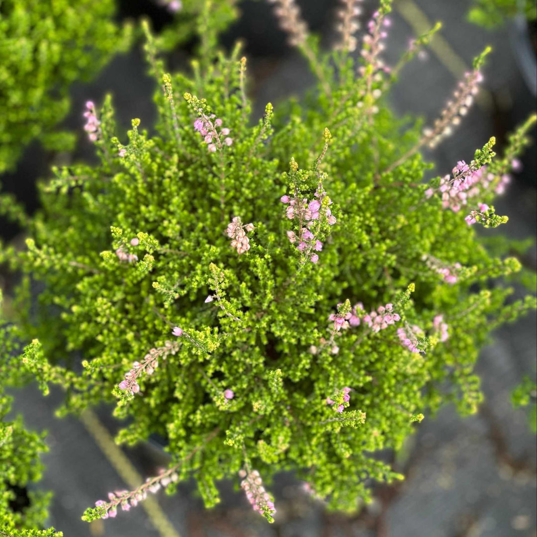 Spring Torch Heather