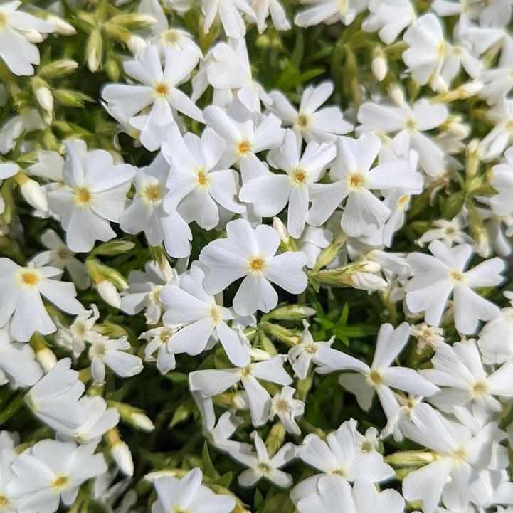 Spring White Moss Phlox