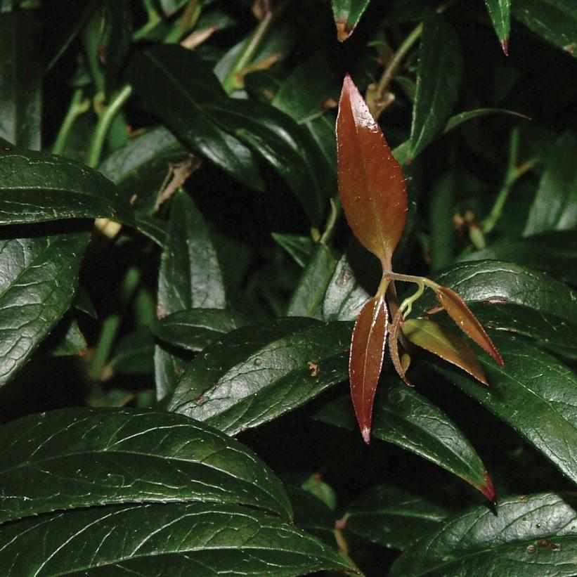 Squirt® Compact Leucothoe