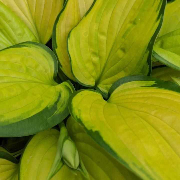 Stained Glass Hosta