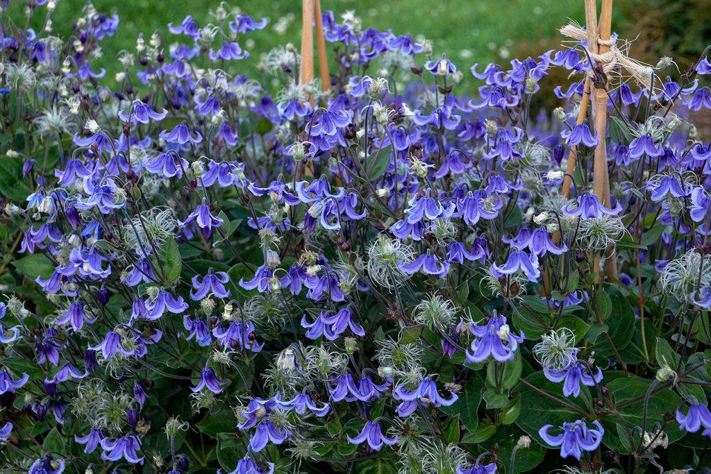 Stand by Me Bush Clematis