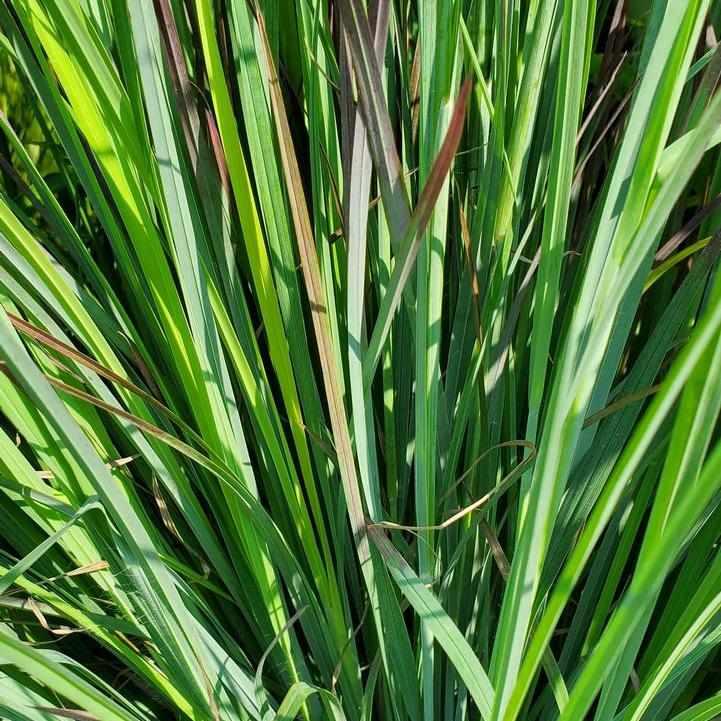 Standing Ovation Little Bluestem