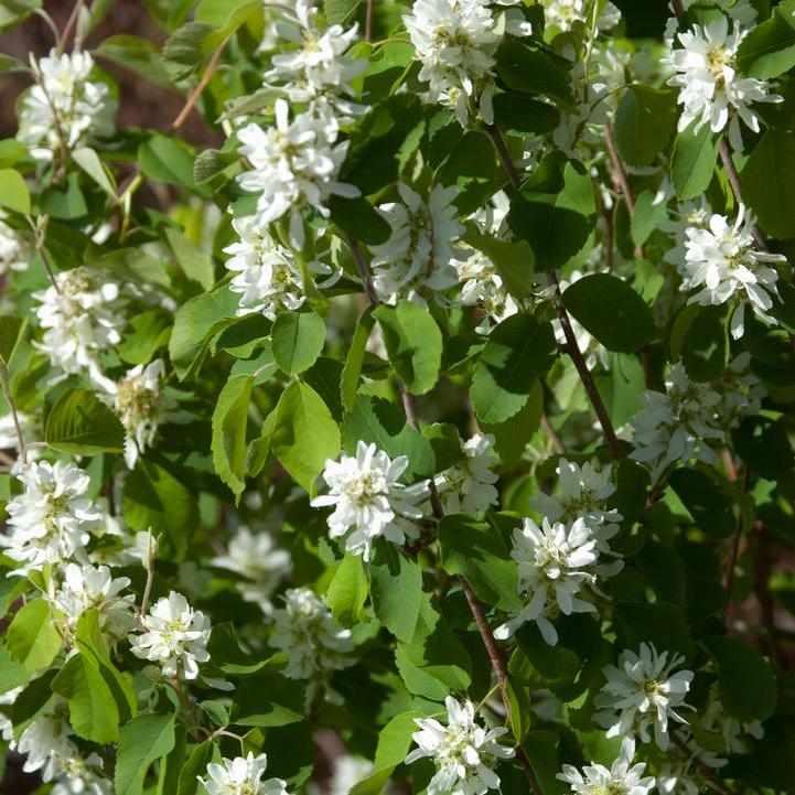 Standing Ovation® Serviceberry