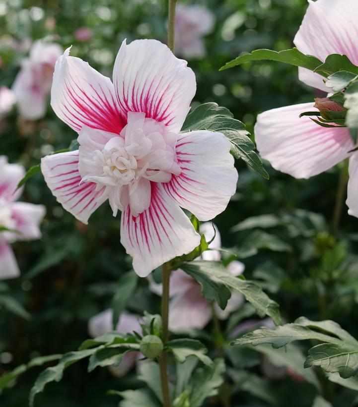 Starblast Chiffon™ Rose of Sharon