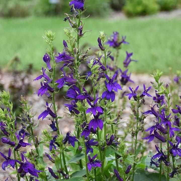 Starship Blue Cardinal Flower