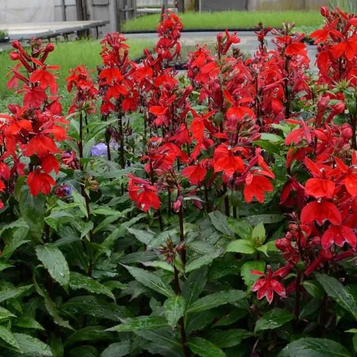 Starship® Scarlet Cardinal Flower