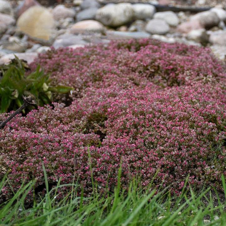 Steel the Show Stonecrop