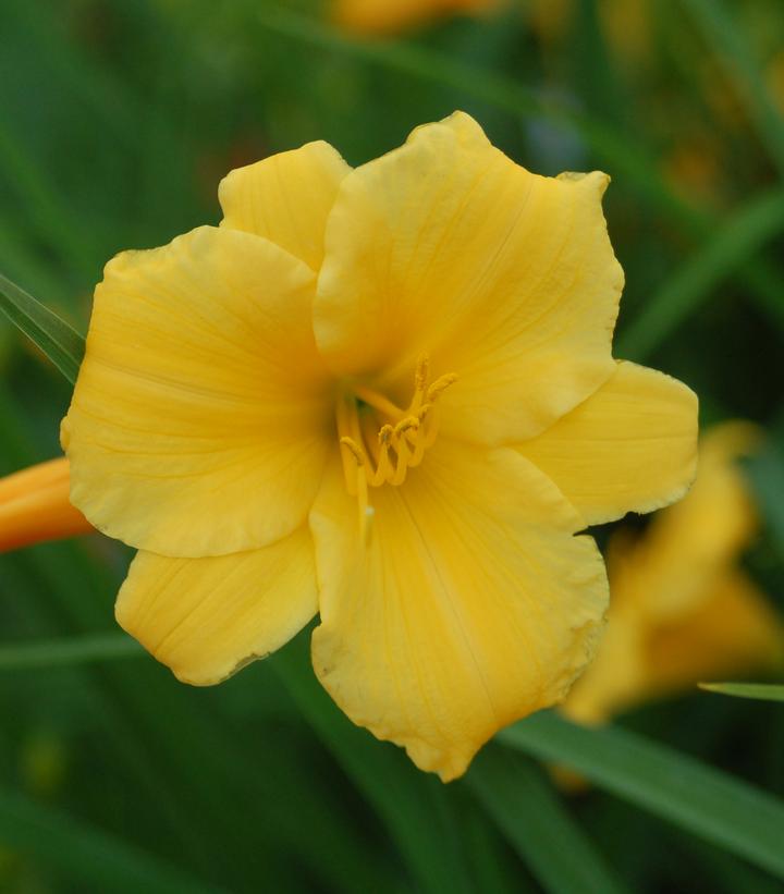 Stella d'Oro Daylily