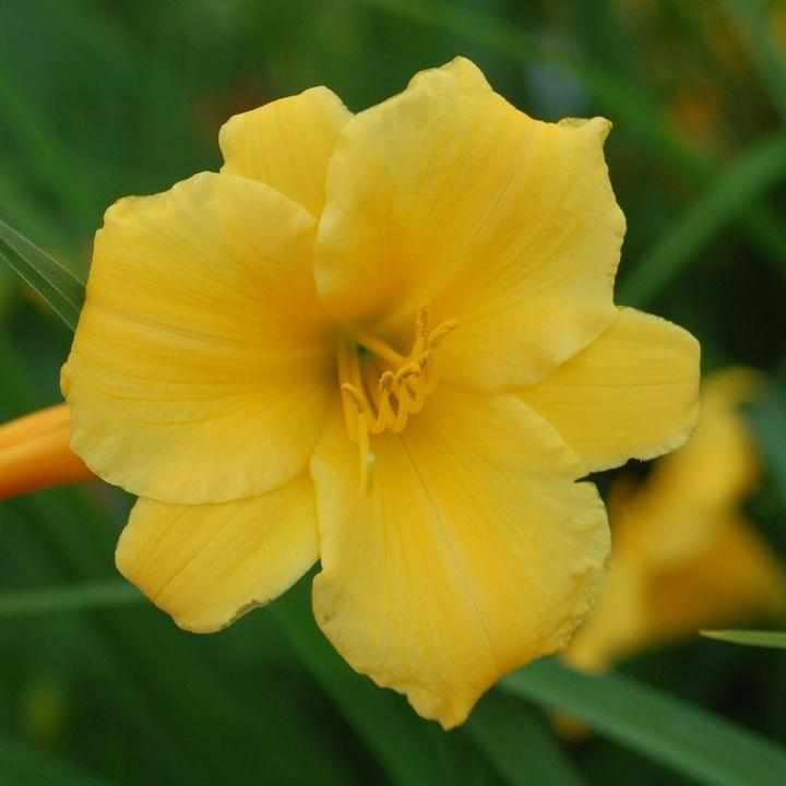 Stella d'Oro Daylily