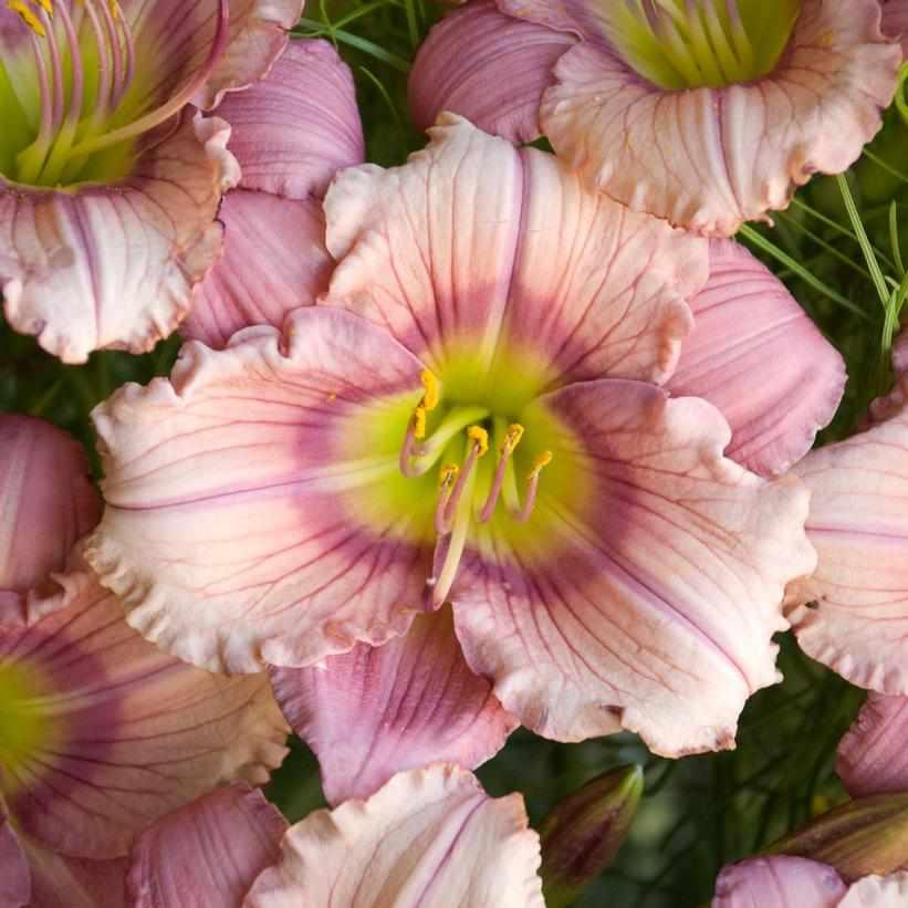Stephanie Returns Daylily