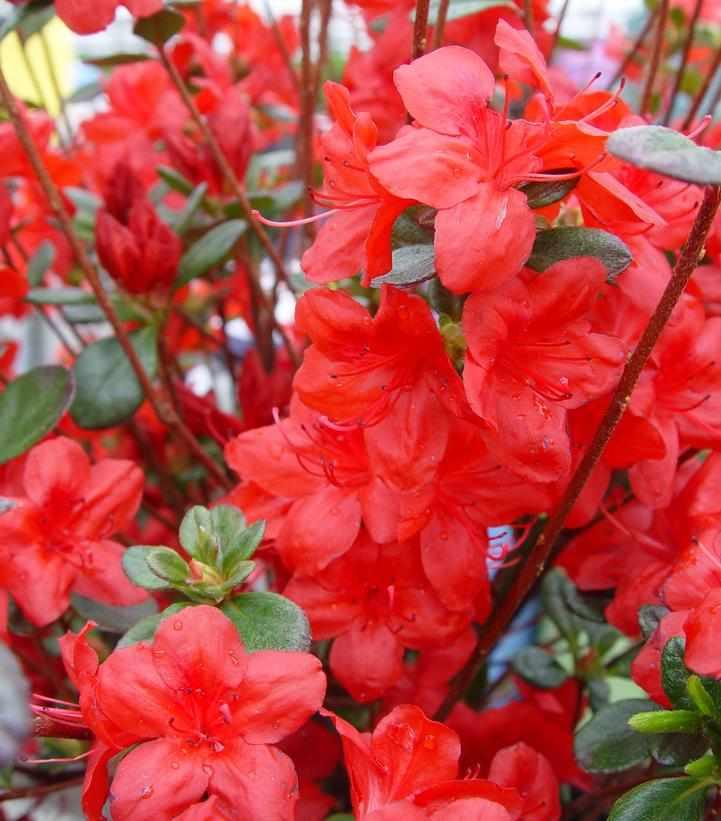 Stewartstonian Azalea