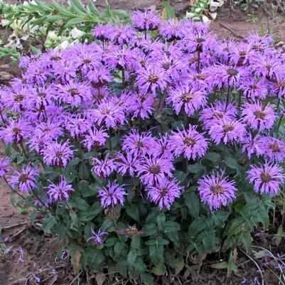 monarda-sb-blue-moon