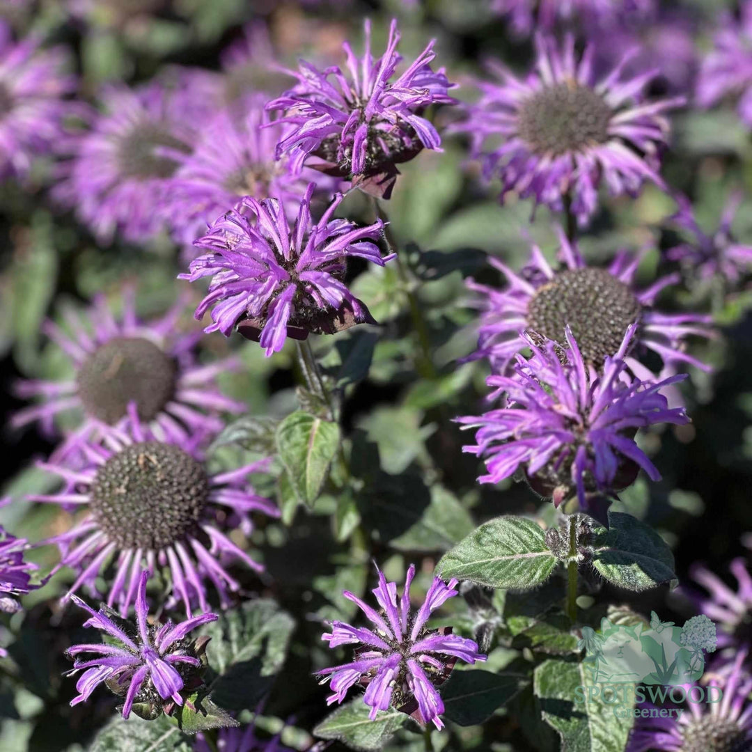 monarda-sb-blue-moon