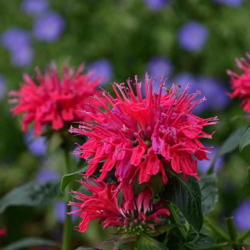 Sugar Buzz® Cherry Pops Bee Balm