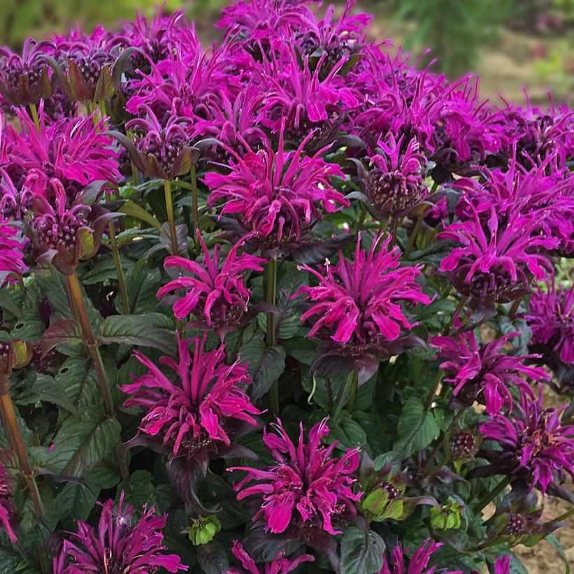 Sugar Buzz® Rockin' Raspberry Bee Balm