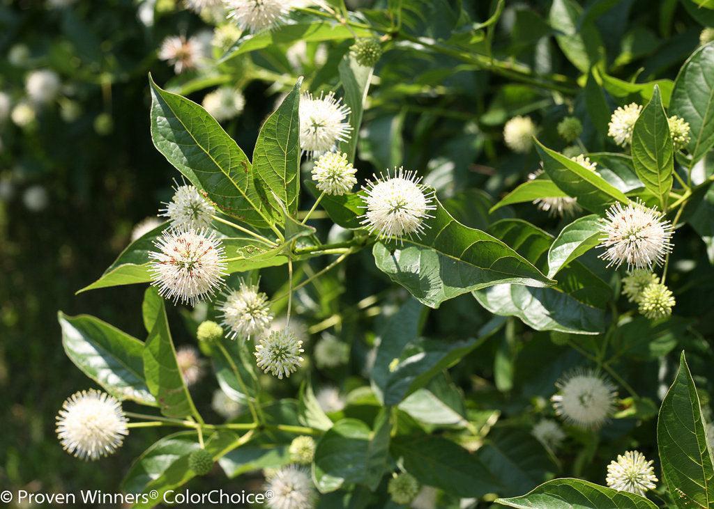 Sugar Shack® Buttonbush
