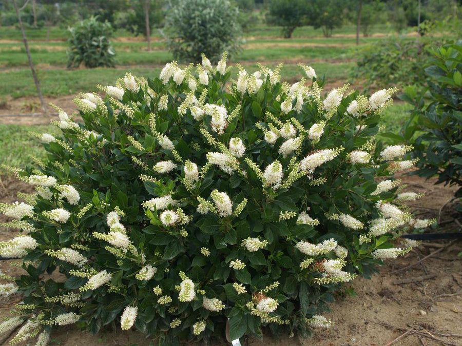 Sugartina® Crystalina Summersweet