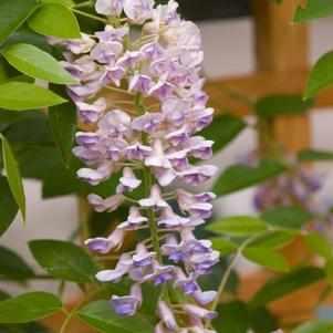 Summer Cascade® Wisteria