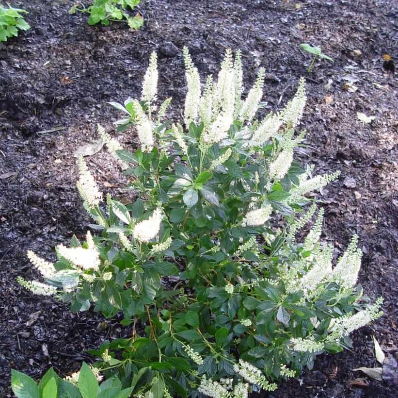 Summer Sweet / Sweet Pepper Bush