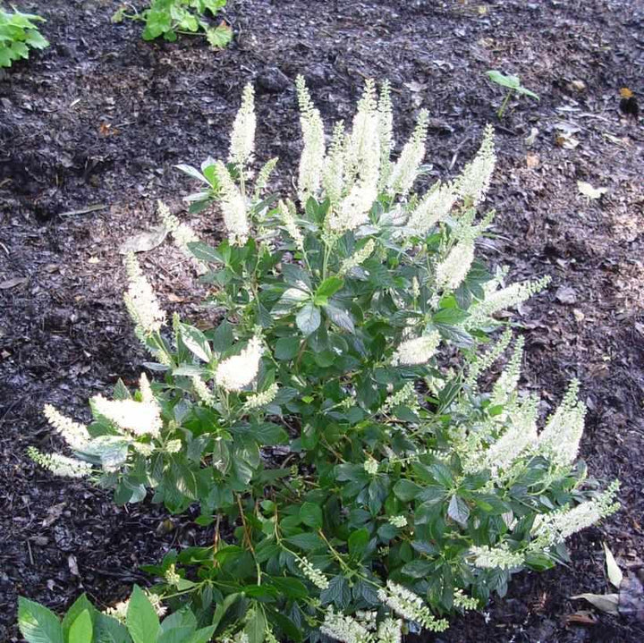 Summer Sweet / Sweet Pepper Bush