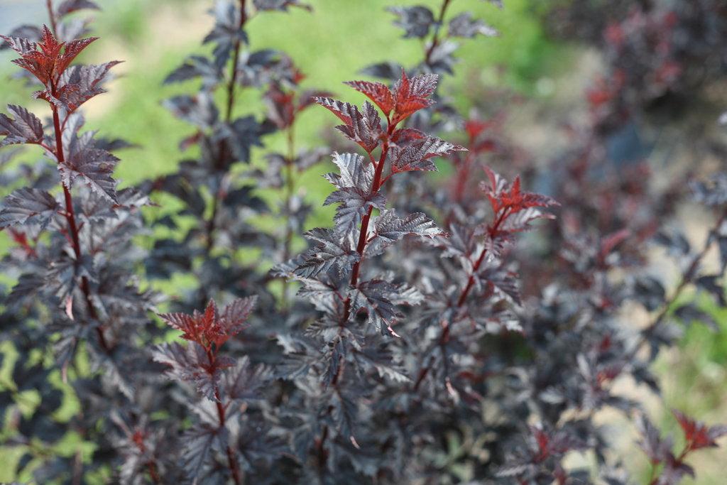 Summer Wine® Black Ninebark