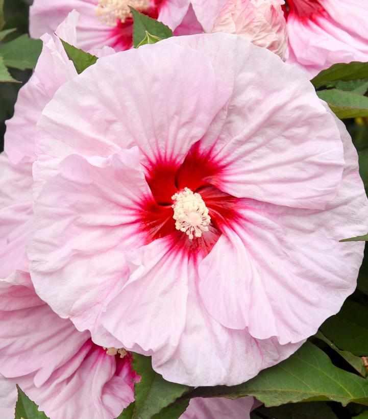 Summerific® All Eyes on Me Rose Mallow