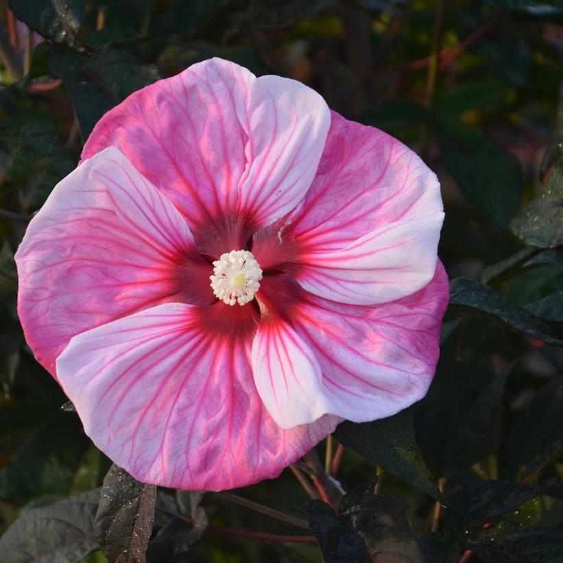 Summerific® Cherry Choco Latte Rose Mallow