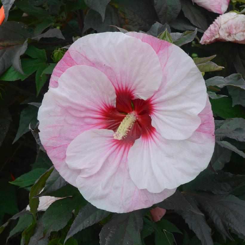 Summerific® Perfect Storm Rose Mallo