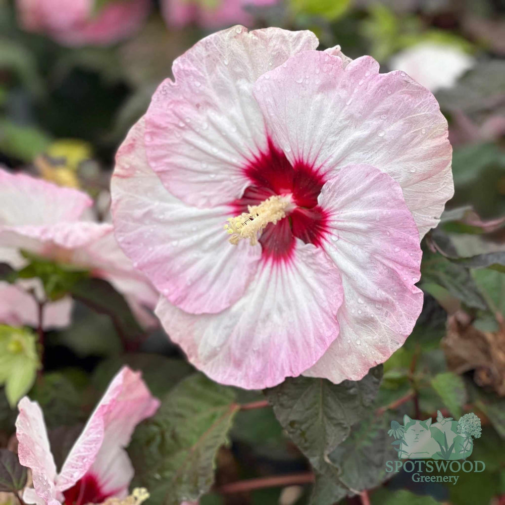 summerific-r-spinderella-rose-mallow