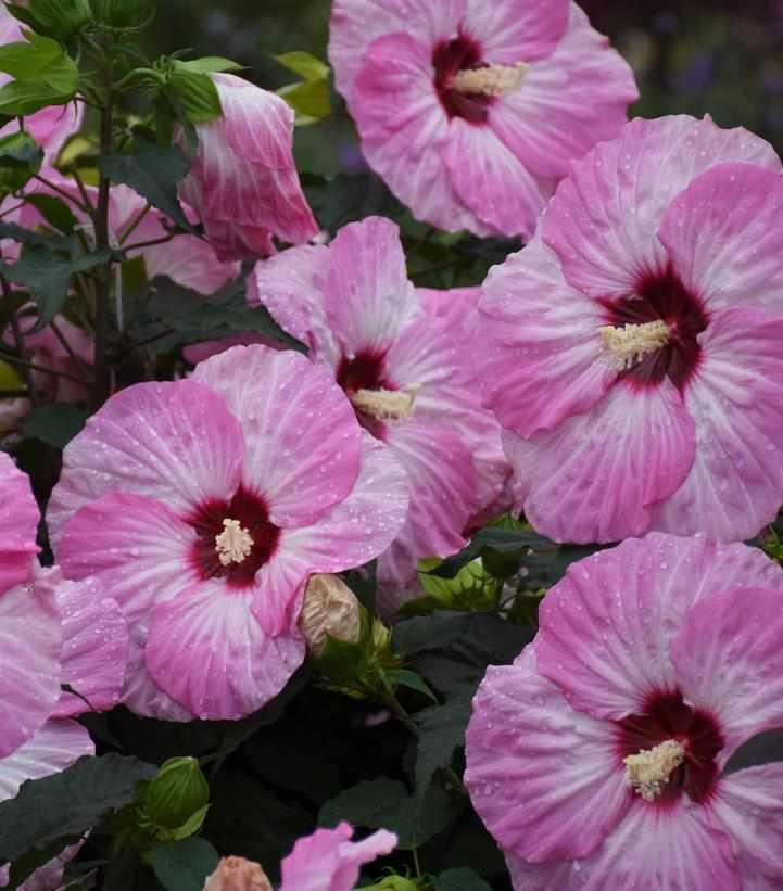 Summerific® Spinderella Rose Mallow