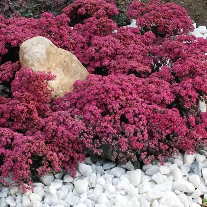 SunSparkler® Dazzleberry Stonecrop