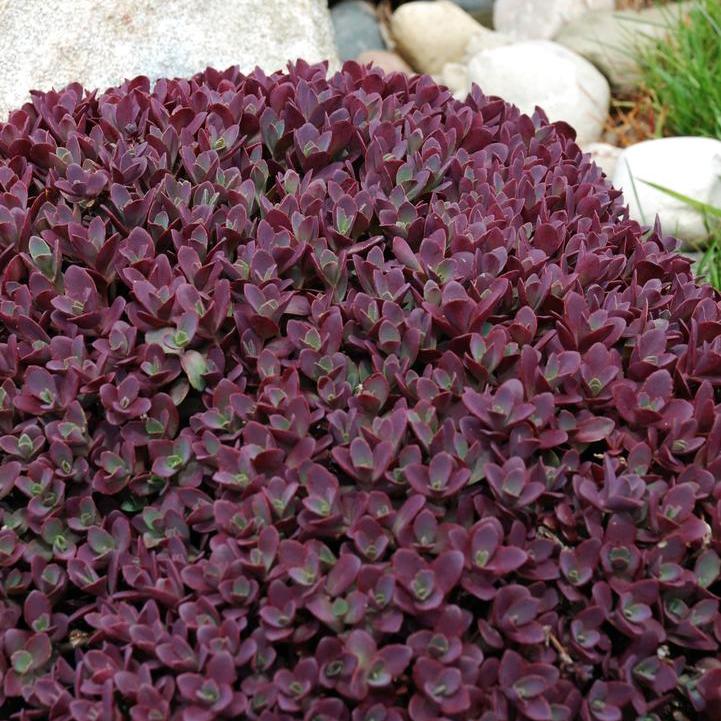 SunSparkler® Firecracker Stonecrop