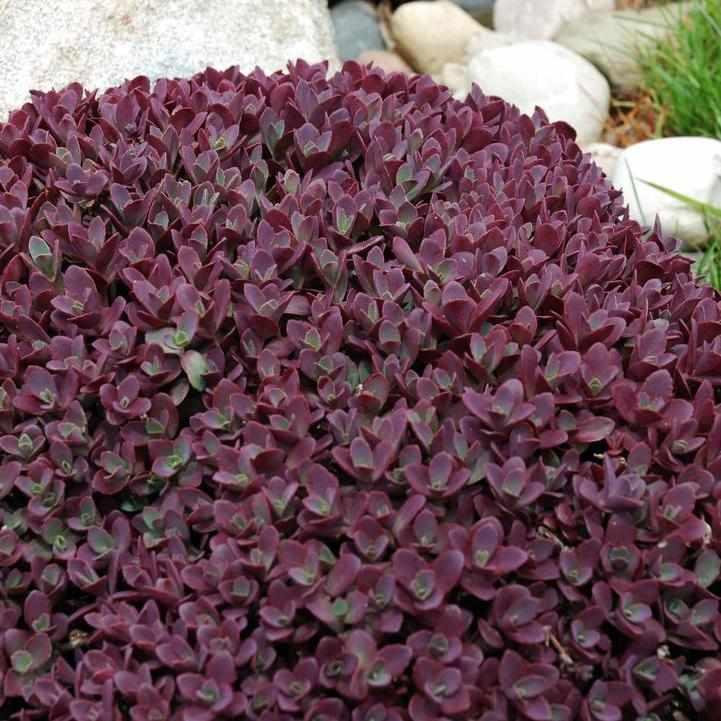 SunSparkler® Firecracker Stonecrop