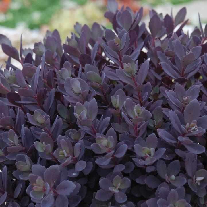 SunSparkler® Plum Dazzled Stonecrop