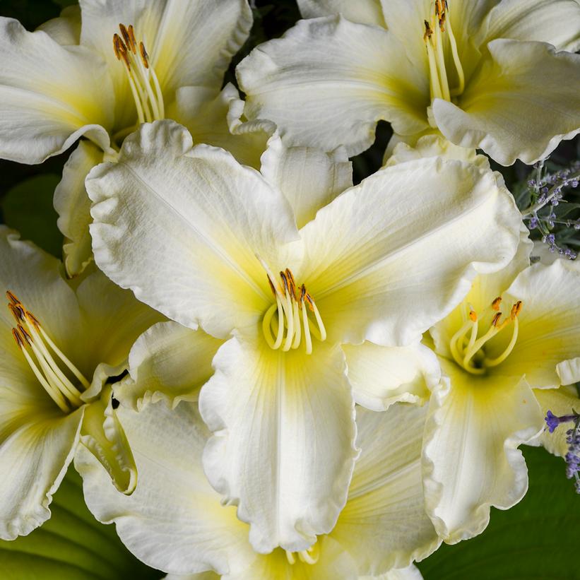 Sunday Gloves Daylily