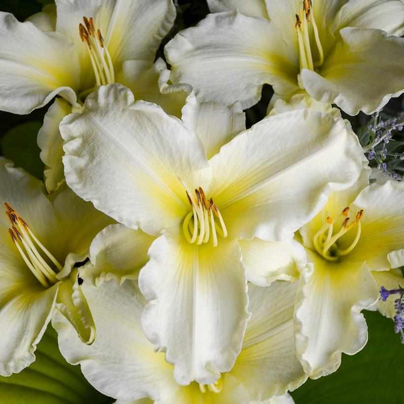 Sunday Gloves Daylily