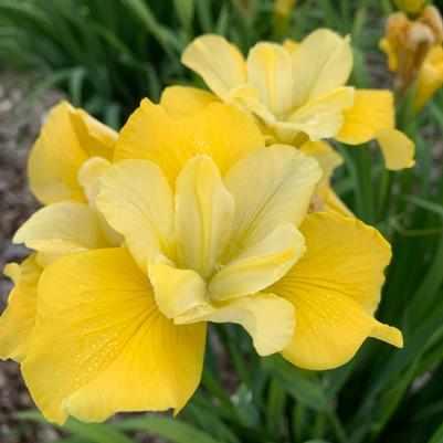 Sunfisher Siberian Iris