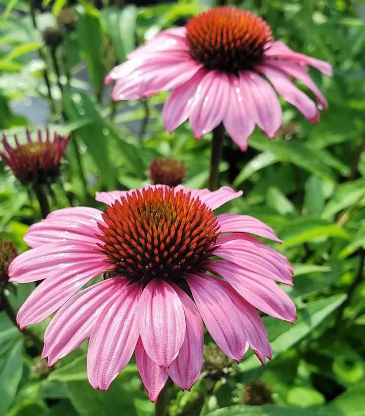 Sunmagic® Vintage Fuschia Coneflower