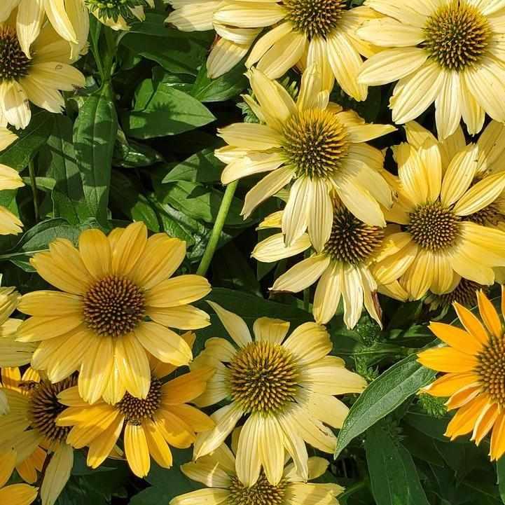 Sunmagic® Vintage Mango Coneflower